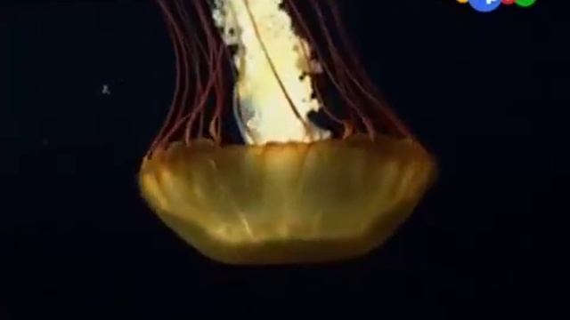 Спроси у Всезнамуса! Выпуск 116 - Какие бывают традиции? смотреть онлайн