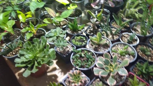 6 НОЯБРЯ ОТМЕНИЛИ ВЫСТАВКУ КОМНАТНЫХ ЦВЕТОВ !.Как быть в курсе дат проведения выставки в ДК ЖД . смотреть онлайн