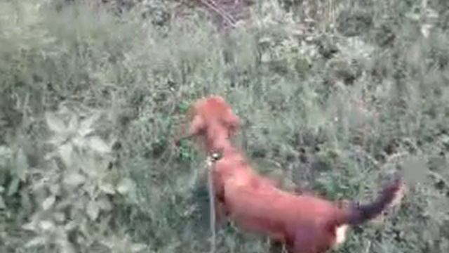 длинношёрстная такса на прогулке.mp4 смотреть онлайн