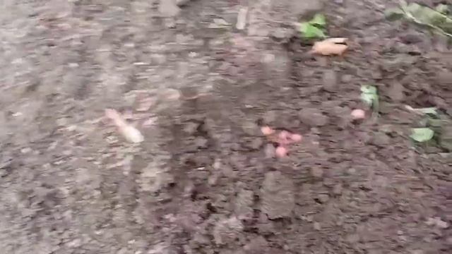 Как вырастить рябину красную из семян смотреть онлайн