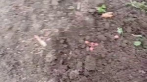 Как вырастить рябину красную из семян