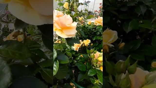 #shorts Роза Хансештадт Росток смотреть онлайн