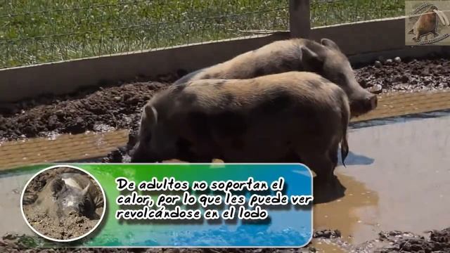 Mini Pig |El puerco mascota para tu casa| (Animales domésticos) |Cuidados de mascotas| смотреть онлайн