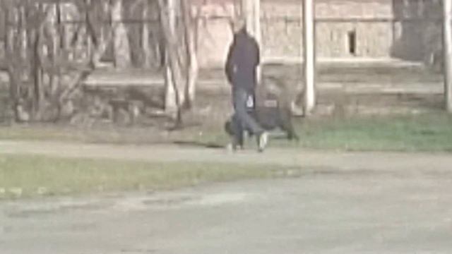 выгул собак на школьном стадионе смотреть онлайн