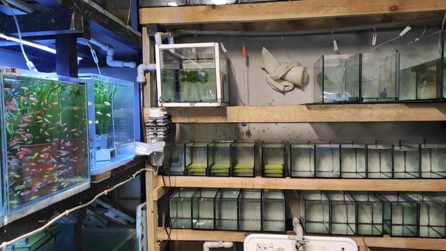 Уборка, Подготовка и немного кормушек для Анциструсов. смотреть онлайн