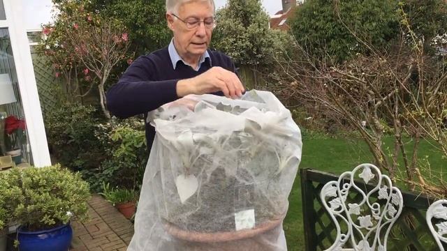 Senecio Angel Wings Growing my way смотреть онлайн