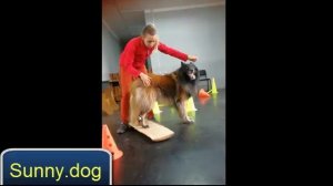 Упражнение для задних лап собаки. Простые упражнения по Догфитнесу