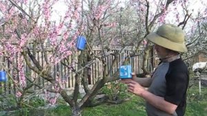 Ловушки для цветоеда Аленка мохнатая =Tropinota hirta