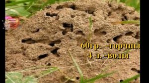 ЛУЧШЕЕ КОПЕЕЧНОЕ СРЕДСТВО ОТ МУРАВЬЕВ И ТЛИ- ГОРЧИЦА.ЧУДО РАСТВОР БЕЗ ХИМИИ МГНОВЕННО УНИЧТОЖИТ ТЛЮ