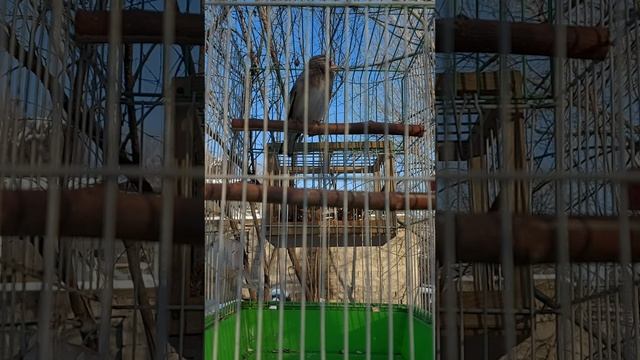 Самка седоголового щегла. очень красивое пение смотреть онлайн
