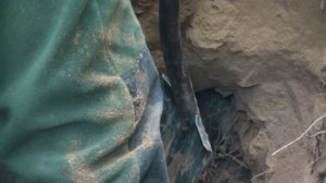 Охота на барсука с собаками.Часть 2.