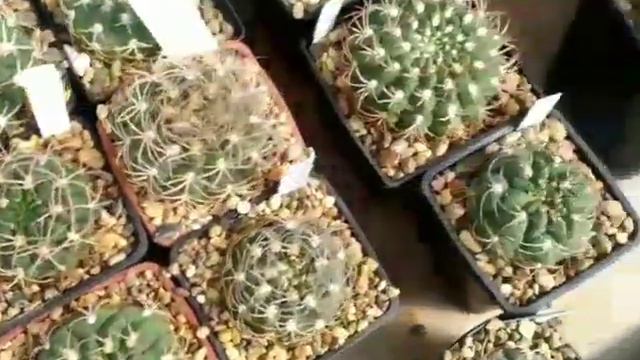 Сынково. Панорама. смотреть онлайн