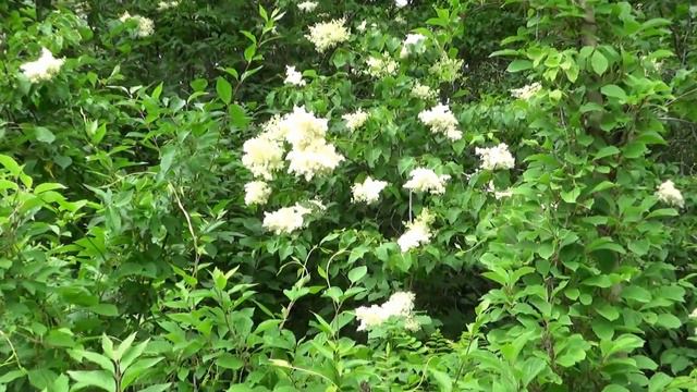 На даче, Южное Приморье, июнь 2021 г. смотреть онлайн