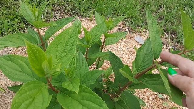 Обзор гортензий и других растений на полянке. Всем привет из владений Бабки Ежки) смотреть онлайн