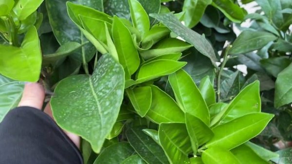 Обзор 8 июля часть 2