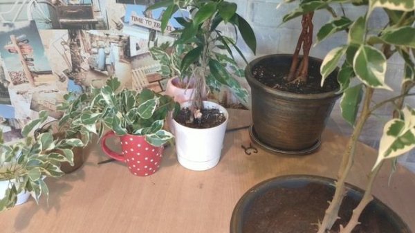 Плетение фикуса Бенджамина.