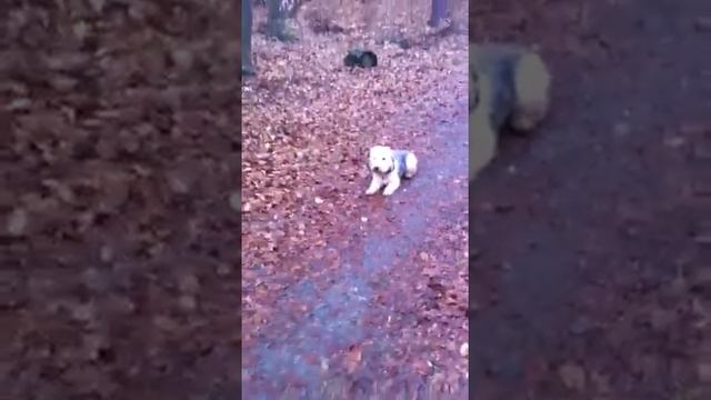 Kelsterbach Terrier смотреть онлайн