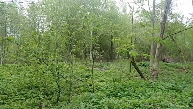 Полоцк. Спасский городок в/ч. Прогулка до р.Полота. смотреть онлайн