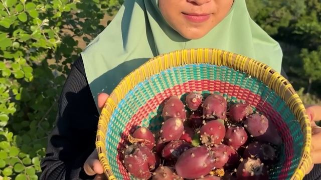 Petik Buah Kaktus Di Ladang | Membuat Es Buah Kaktus