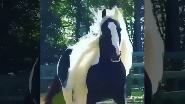Красивая лошадь смотреть онлайн
