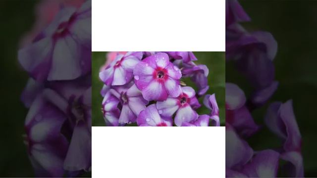 видио слайд шоу... цветы и не только на даче)) смотреть онлайн