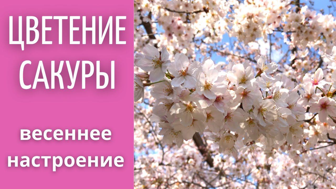 #shorts Цветение сакуры в Японии началось! Мост, о котором писал Харуки Мураками. смотреть онлайн