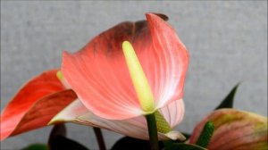 Anthurium Rainbow Champion Flamingo Flower