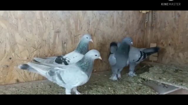 Голуби Такла Турецкая бойней! Новый завоз в (Казахстан) 2022 года.. Güvercinler Türk смотреть онлайн