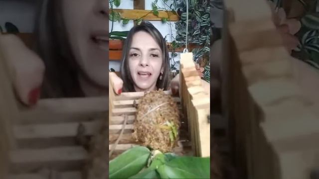 PHALAENOPSIS EM KOKEDAMA! AO VIVO! смотреть онлайн
