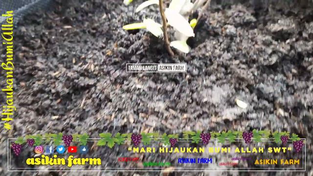 PINDAH TANAM DELIMA MERAH KE PLANTER BAG FASE PRA GENERATIF || MEMBUAHKAN DELIMA || DELIMA GENJAH смотреть онлайн