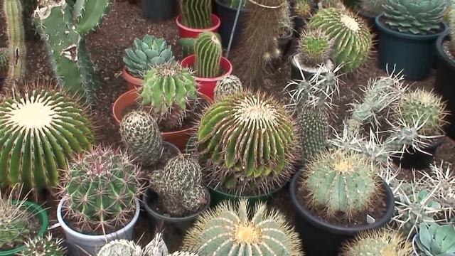 The many cacti of Theo and Helga смотреть онлайн