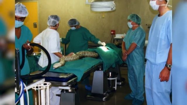 WILD: Python Attack смотреть онлайн