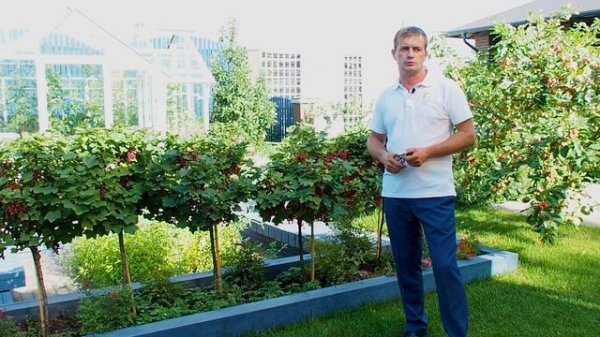 Смородина на дереве? Это можно легко организовать! Смородина на штамбе.