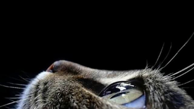 Aleksin-& koshka Алексин &- Кошка смотреть онлайн