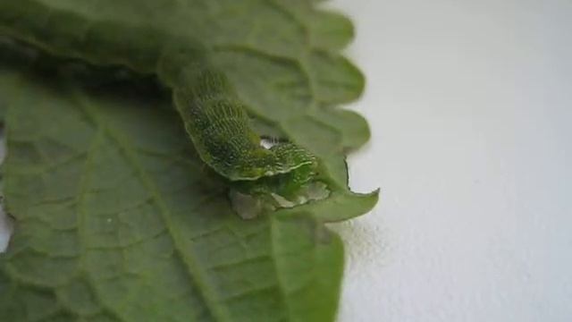 Гусеница ест лист колеуса.