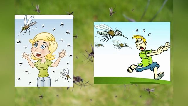 Лилия Гаврилова, воспитатель Школы № 2083. Комары