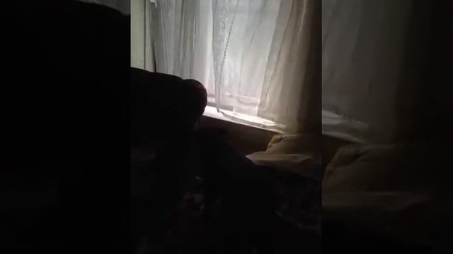 Нюша-щенок амстаффа 1 смотреть онлайн