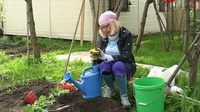 Лучки пучки. Серия 144. Высадка рассады томатов в открытый грунт. смотреть онлайн