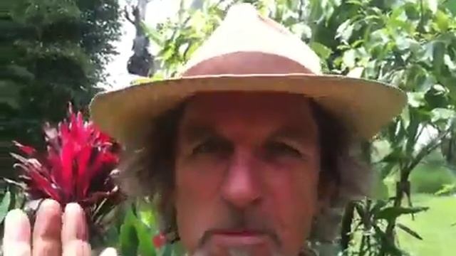 Replanting Yellow Jaboticaba Seeds смотреть онлайн