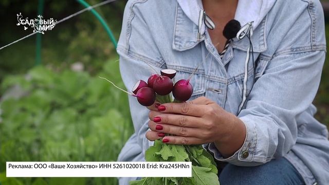 Редис осенью, есть ли смысл сажать? Фиолетовая редиска выросла у нас! смотреть онлайн