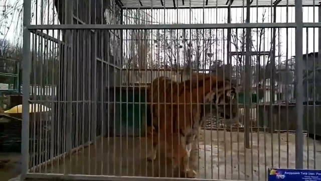 Начало февраля в СиЗоо с Алтаем смотреть онлайн