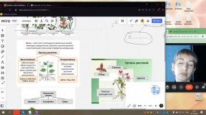 6 класс Органы растений