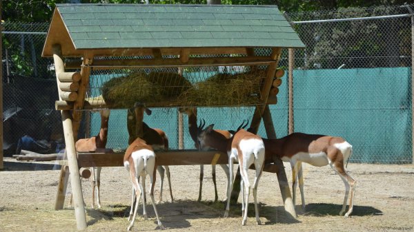 Зоопарк Барселоны. Barcelona Zoo. 巴塞罗那动物园。