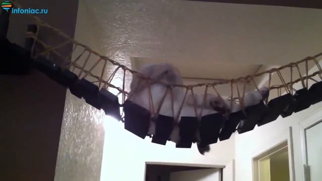 Самые интересные дизайнерские идеи для вашей кошки - Часть 1