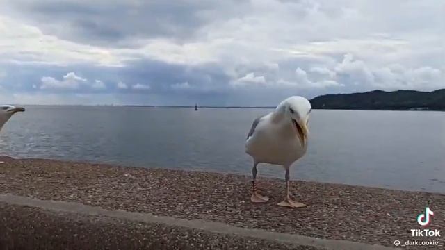 Чайки дико орут (хохочут) смотреть онлайн