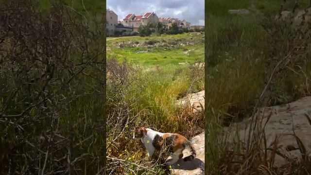 Ирисы в Иудейской пустыне смотреть онлайн