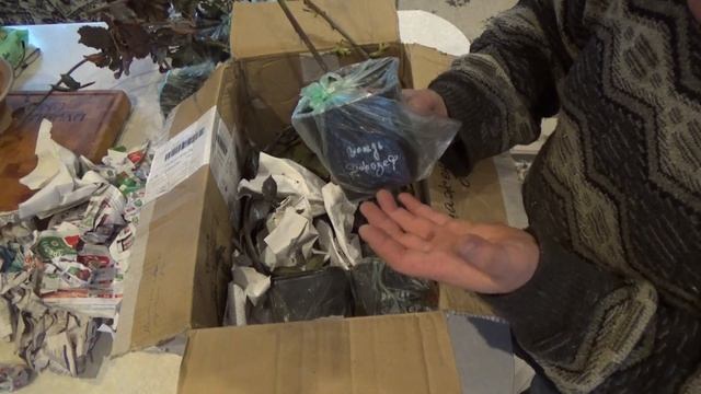 Саженцы ЕЖЕВИКИ из КРЫМА Чего купил Вождь Джозеф и др смотреть онлайн