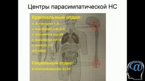 Вегетативная нервная система. Симпатическая и парасимпатическая системы. Лекция. Анатомия ЦНС