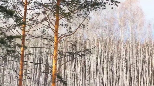 Сегодня в ночь одно действие и будет благо в доме год. смотреть онлайн