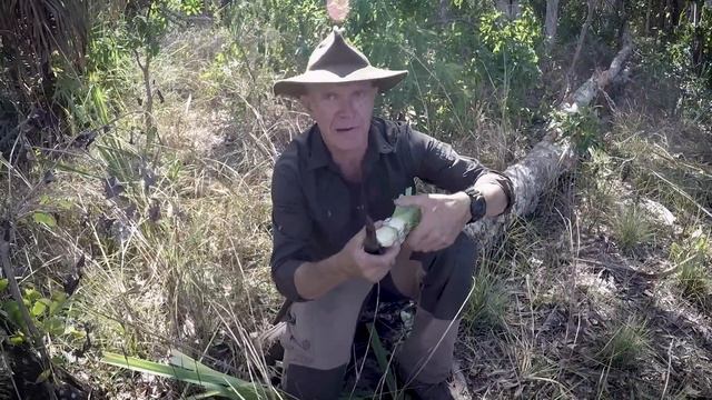 Pandanas - One of the most useful and versatile plants of the Tropical North of Australia. смотреть онлайн